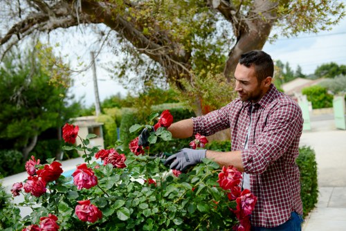 A man with short dark hair, wearing a red and white checkered shirt and gardening gloves, is tending to a vibrant bush of pink roses in a well-maintained front garden. The garden features a lush green lawn, bordered by neatly trimmed hedges and a paved pathway along the edge. In the background, there are mature trees with spreading branches and a suburban street with houses and electrical wires. The scene appears to be set on a bright, partly cloudy day with natural lighting highlighting the rich green foliage and the vivid pink flowers. The man is carefully inspecting or pruning the roses, demonstrating outdoor gardening care consistent with professional garden maintenance services in Highgate or similar residential areas within London.