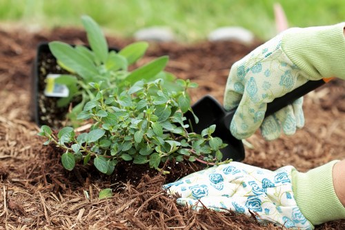 A close-up view of a gardener's hands planting a leafy green shrub into a prepared garden bed with rich, brown soil. One hand, protected by a patterned gardening glove, holds the plant steady while the other, wearing a light green glove with floral patterns, uses a small trowel to gently cover the roots with soil. Surrounding the planting area, there are additional potted plants, indicating ongoing gardening activity. The garden bed appears well-maintained, with neat soil and no weeds, set against a backdrop of blurred greenery that suggests an outdoor residential garden in Highgate. This scene reflects professional garden maintenance work, involving planting and garden bed preparation, typical of gardening services offered in the area, ensuring healthy plant growth and garden aesthetics. The natural daylight and soft-focus background contribute to a calm, productive outdoor environment, relevant to garden landscaping and maintenance in the London Borough of Camden, close to the N6 postcode district.